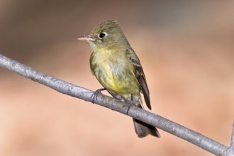 Cordilleran Flycatcher Empidonax occidentalis Chiricahua Mountains, Cochise County, ARIZONA, USA 6