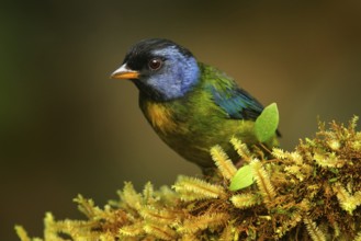 Moss-backed tanager, Bangsia edwardsi, tropic bird sitting on the moss branch in the na nature