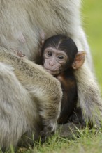 Barbary macaque (Macaca sylvanus), juvenile, captive, occurring in Morocco, Algeria and Gibraltar