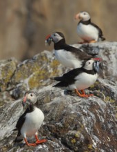 Atlantic Puffin (Fratercula arctica), Scotland, United Kingdom