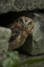 Tropical Screech Owl (Megascops choliba) captive, juvenile, Germany