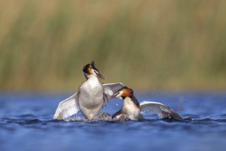 Great Crested Grebe, (Podiceps Scalloped ribbonfish), courtship behaviour, two individuals, Hides