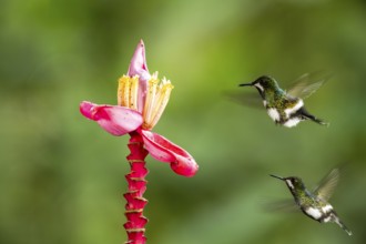 Green Thorntail (Discosura conversii) female flying and feeding on flower nectar, Pichincha,