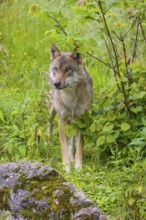 A Eurasian gray wolf (Canis lupus lupus) stands on a small hill in green vegetation, watches his