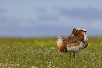 Great bustard (Otis tarda), Outarde barbue, Avutarda Común, Spain, Toledo, Hides De Calera / Great