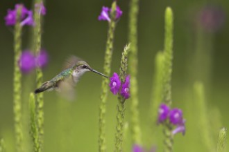 Admirable Hummingbird (Eugenes spectabilis), Costa Rica