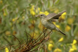 Willow Warbler (Phylloscopus trochilus) perched on a branch with food in its beak, Mecklenburg
