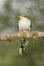 Yellow-billed Cuckoo (Coccyzus americanus) perched on a branch, Texas, USA