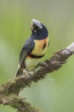 Collared Aracari (Pteroglossus torquatus) perched on a branch in Costa Rica