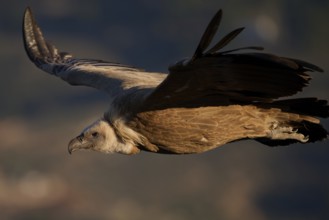 A Griffon Vulture gracefully soars over the diverse landscapes of Alicante, Spain, displaying its