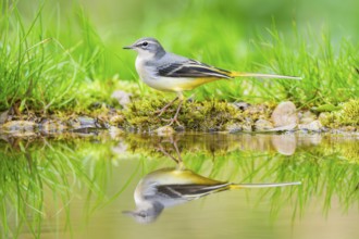 Grey Wagtail (Motacilla cinerea) hunting at a little lake in a swamp, wildlife, Germany