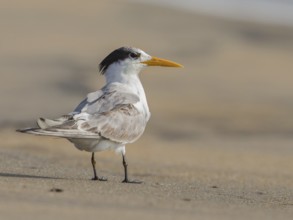 Lesser Crested Tern (Thalasseus bengalensis), Sri Lanka