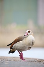 Egyptian goose (Alopochen aegyptiaca), standing on a meadow, Bavaria, Germany Europe