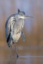 Grey Heron (Ardea cinerea), Hungary