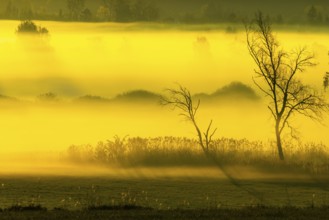 Early morning fog over the moor, birch (Betula), birch family (Betulaceae), sunrise fog, Pfrungen,