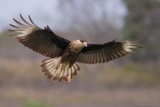 Crested Caracara (Caracara cheriway)