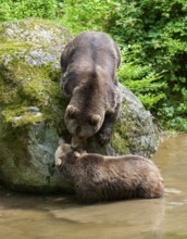 Brown bears (Ursus arctos) male and female, interaction, social behaviour, captive, Bavarian Forest