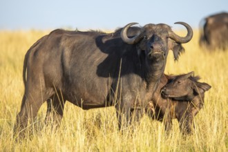 An adult buffalo with large, curved horns stands protectively close to a juvenile in the golden
