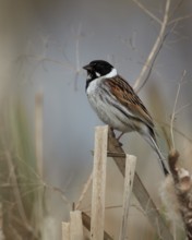 Common Reed Bunting (Emberiza schoeniclus) male, Mecklenburg-Western Pomerania, Germany