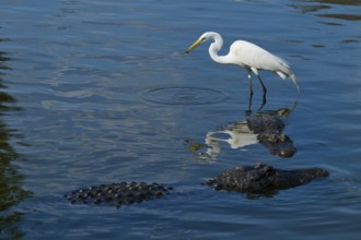 A heron stands on an alligator in the water, the picture shows reflections on the water surface,