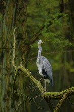 Grey heron (Ardea cinerea) standing on moss-covered tree branch in dense green forest, alert