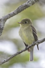 Yellow-bellied Flycatcher (Empidonax flaviventris), Newfoundland, Canada