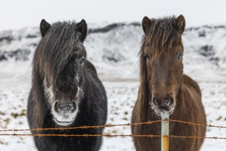 Icelandic horses (Equus ferus caballus), portrait, snow, winter, Iceland, Scandinavia