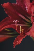 An exquisite close-up shot of a striking red amaryllis flower, highlighting its rich textures and