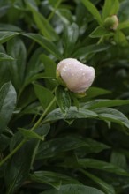A peony flower bud adorned with fresh raindrops rests among vibrant green leaves, capturing the