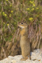 European ground squirrel, (Spermophilus citellus), Plain squirrel, Animals, Mammals, Eurasian red