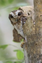 Bare-legged Owl (Gymnoglaux lawrencii) perched on a branch in Cuba