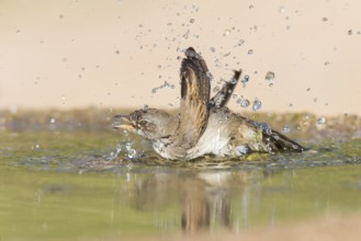 Lesser Whitethroat (Sylvia curruca) bathing at a waterhole, Eilat, Israel