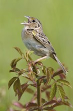 Grasshopper Sparrow (Ammodramus savannarum), Pennsylvania, USA