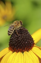 European honey bee (Apis mellifera), collecting nectar from a flower of yellow coneflower