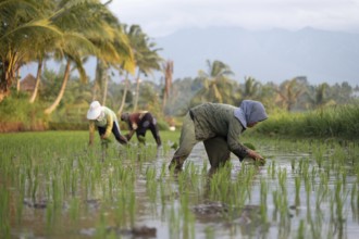 Farmers in a vibrant Indonesian paddy field work diligently planting rice seedlings. Surrounded by