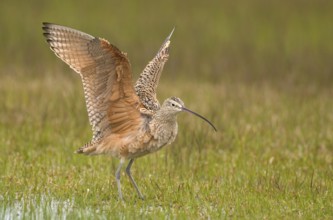 Long-billed Curlew (Numenius americanus), Texas, USA