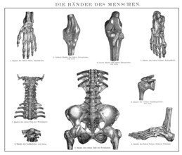 Historic illustration, 19th century, human ligaments, Bänder oder Ligamente des Menschen,