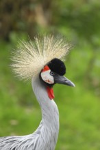 Black crowned crane (Balearica pavonina), portrait, captive, Herborn-Uckersdorf Zoo, Hesse, Germany