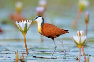 African jacana, Actophilornis africana, colorful african wader with long toes next to violet water