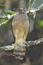 Roadside Hawk (Rupornis magnirostris), Costa Rica