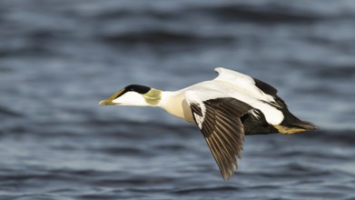 Common Eider (Somateria mollissima) male flying, Smaland, Sweden