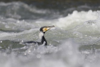 Great Cormorant (Phalacrocorax carbo), North Rhine-Westphalia, Germany
