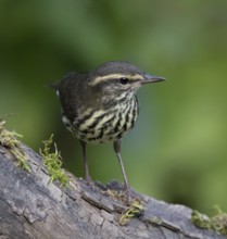 Northern Waterthrush, Parkesia noveboracensis, perched in the fall in Saskatoon, Saskatchewan