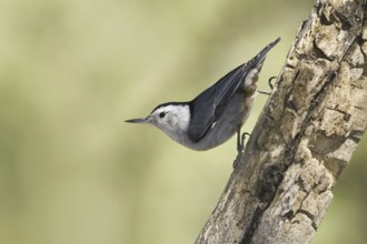White-breasted Nuthatch (Sitta carolinensis), Arizona, USA