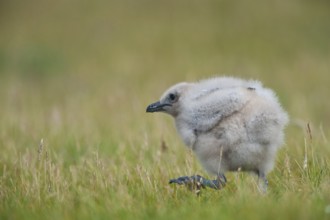 Great Skua (Stercorarius skua) juvenile, Iceland