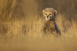 Cheetah (Acinonyx jubatus) cute cub close-up, Philippolis, South Africa