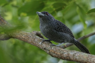 Fasciated Antshrike (Cymbilaimus lineatus) perched on a branch in the rainforest of Guyana