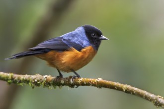Blue-backed Conebill (Conirostrum sitticolor) perched on a branch in Ecuador, South America