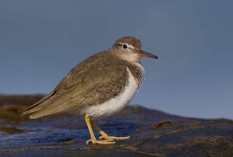 Spotted Sandpiper (Actitis macularius), California, USA