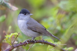 Blackcap (Sylvia atricapilla), Fauvette à tête noire, Curruca Capirotada, Branch, branch, Ormoz